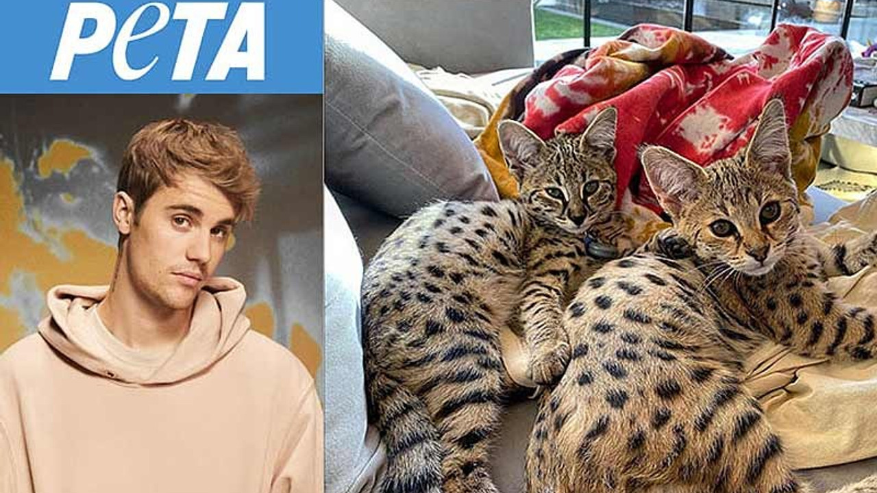 Bieber'den PETA'ya: Gerçek sorunlara odaklanın