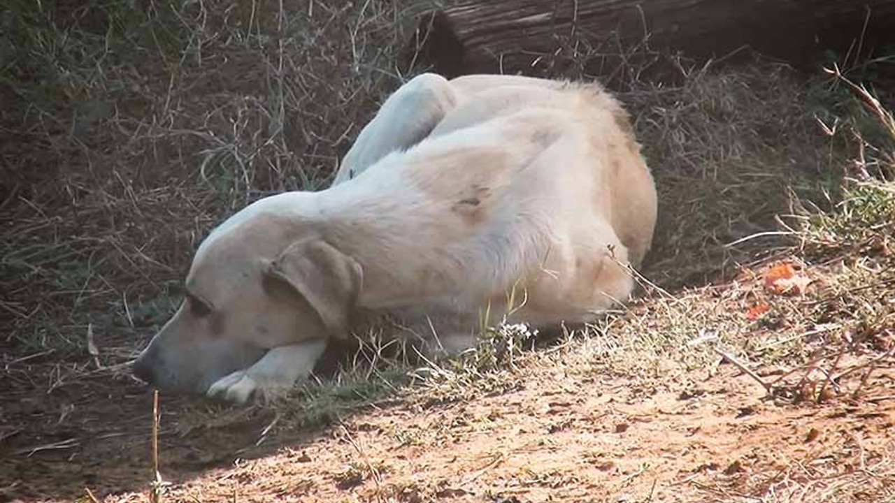 Yangında yavruları ölen köpek, olay yerinden ayrılmadı