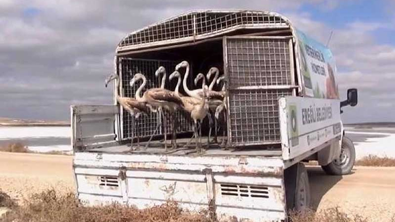 Flamingo satan adam aldığı cezayı 'abartı'lı buldu