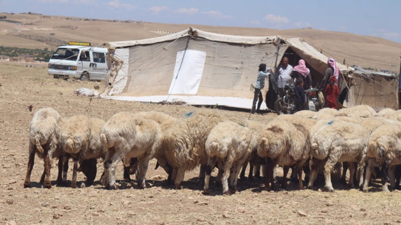 Kobani'nin güvenliği sürü sahiplerini cezbediyor