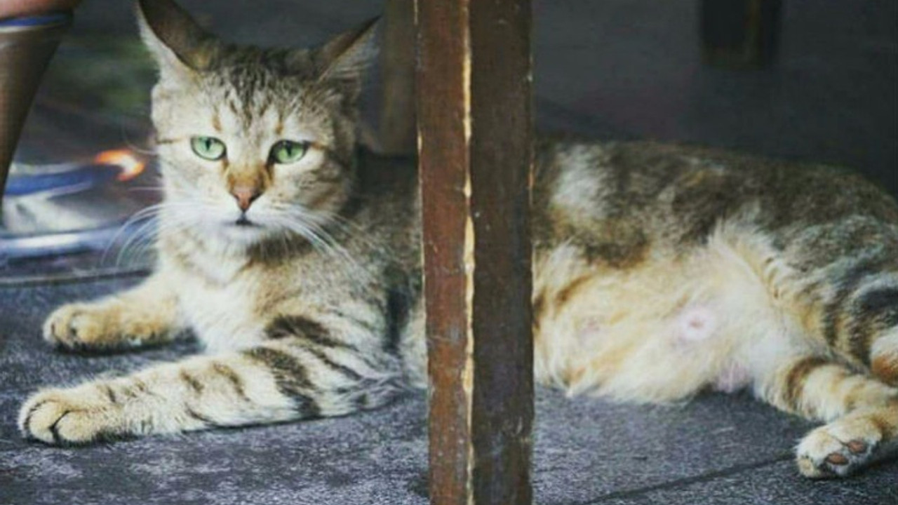 Çorap biber gazından hayatını kaybetti