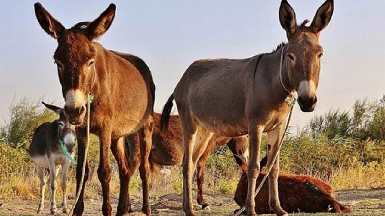 Eşeklerin nüfusu Çin'deki talep nedeniyle tehlikede