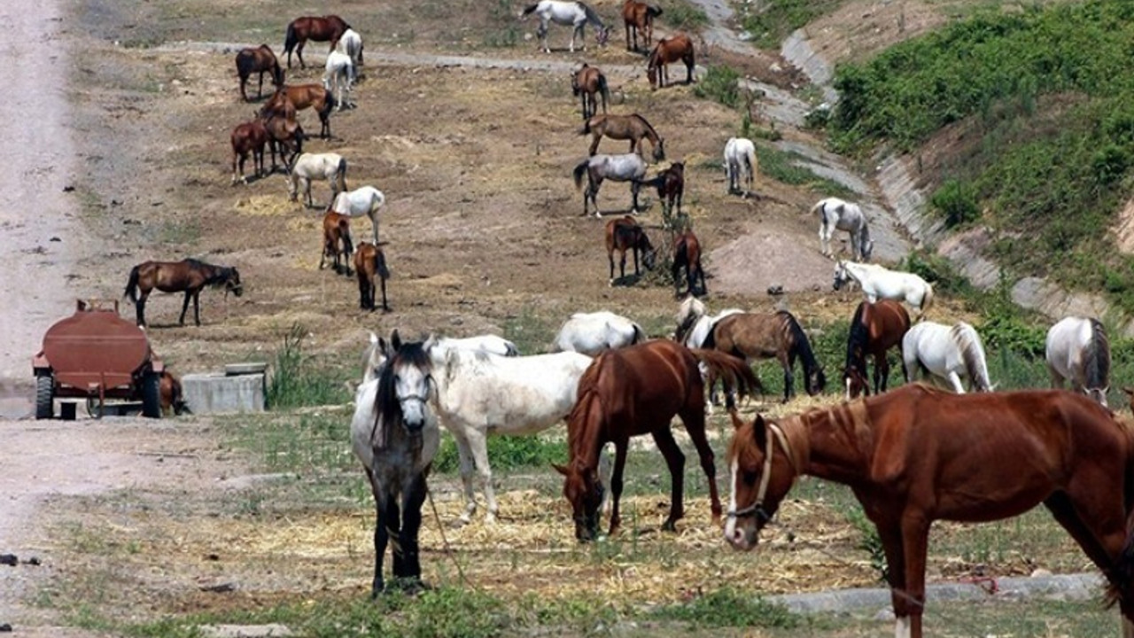Büyükada karantinaya alındı: 81 at itlaf edildi