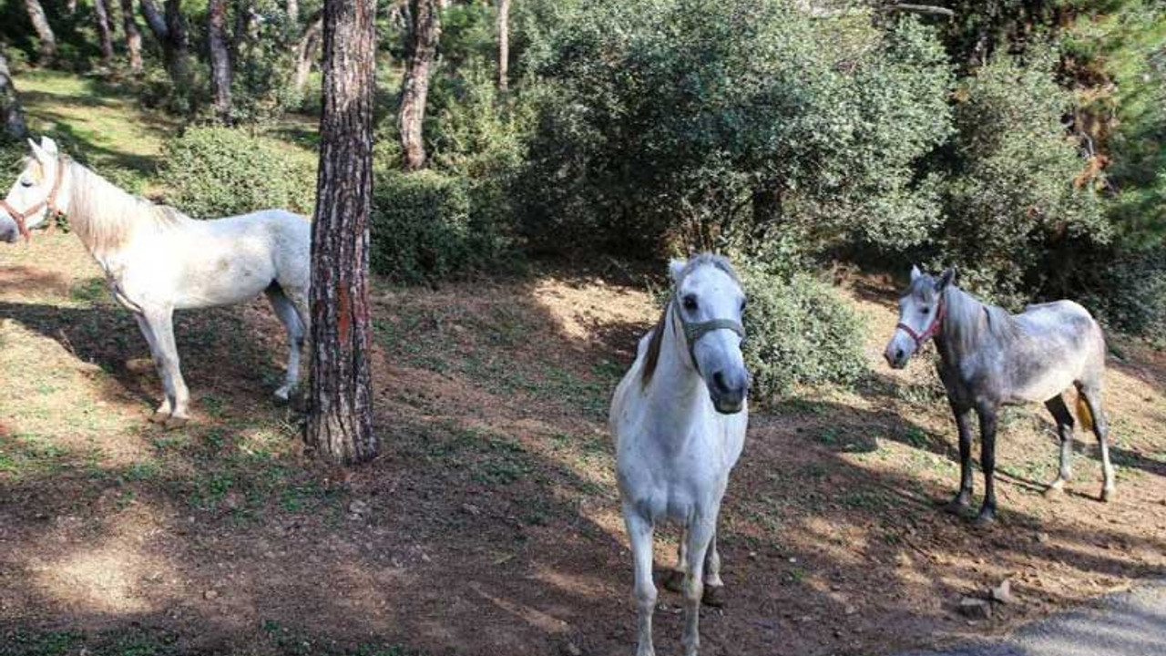 Adalar Kaymakamlığı'ndan yeni hamle