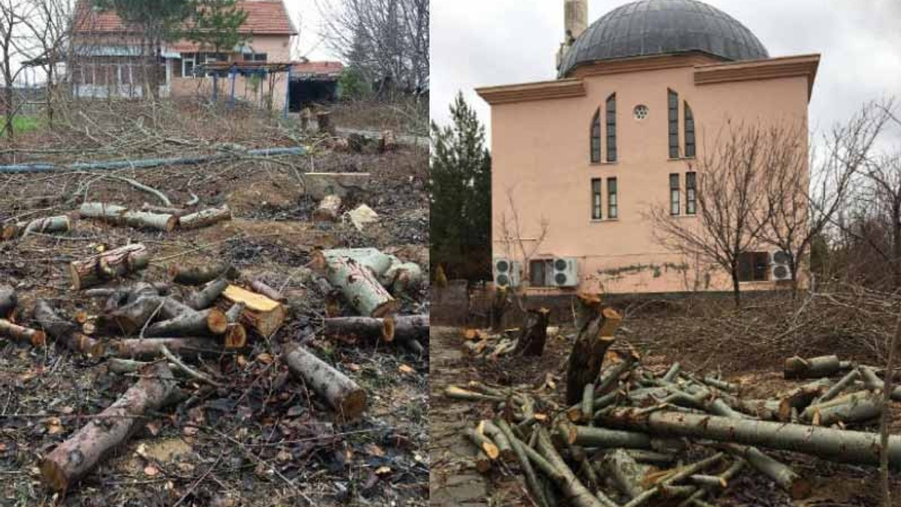 Tayini çıkan imam cami bahçesindeki ağaçları kesti