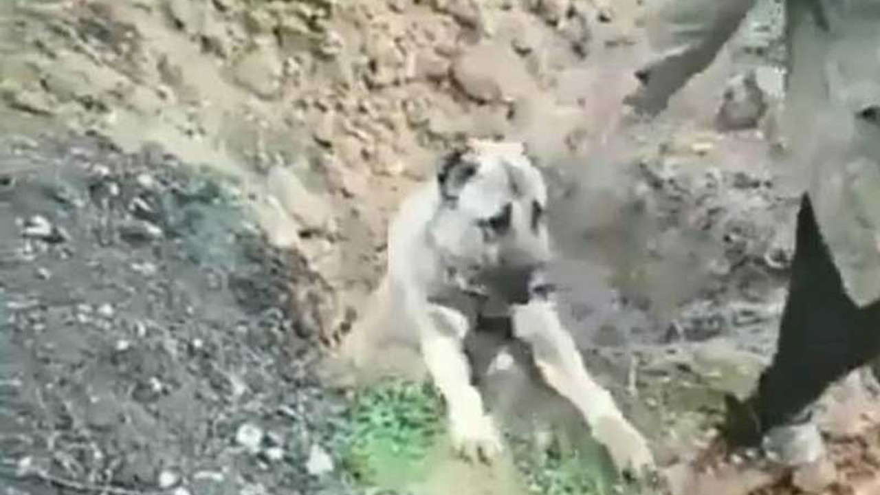 Can veren köpeğin sahibi serbest kaldı