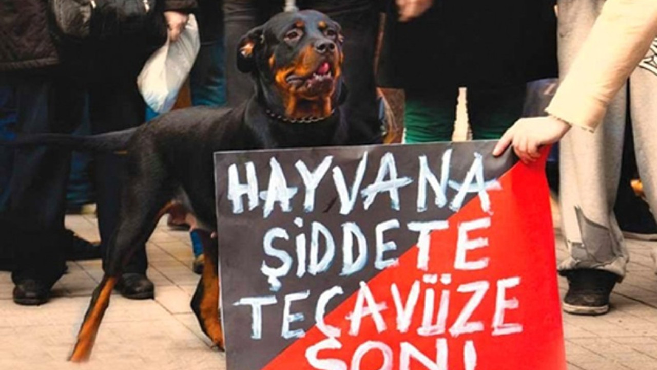 Hırsızlık için köpekleri zehirleyip döverek öldürdüler