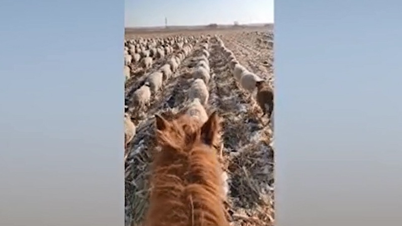 Çinli çoban, 400'den fazla koyununa askeri düzende yürümeyi öğretti