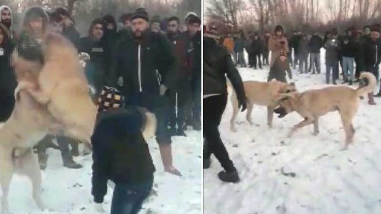 Konya'da vahşet: Köpek dövüştürürken tezahürat yapıyorlar