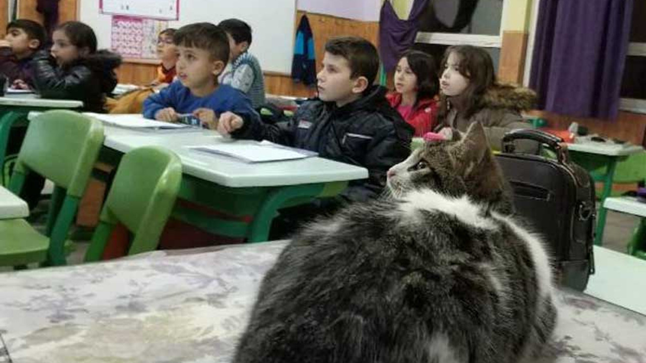 Soğuktan kurtardıkları kedi, sınıfın maskotu oldu