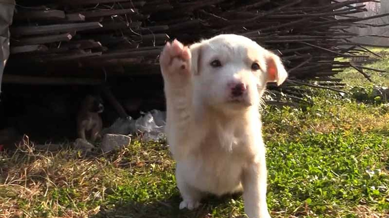 Yağmur kanalına giren köpek kurtarıldı