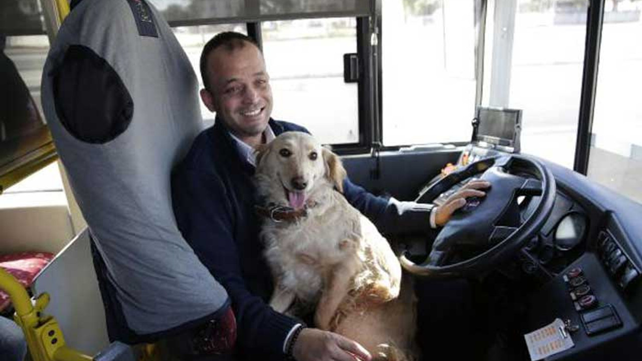 Üşüyüp otobüse binen köpek yolcularla şehir turu attı