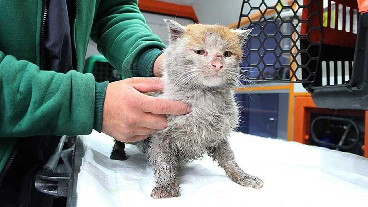 Depremde yaralanan kedi Antalya'ya ulaştı