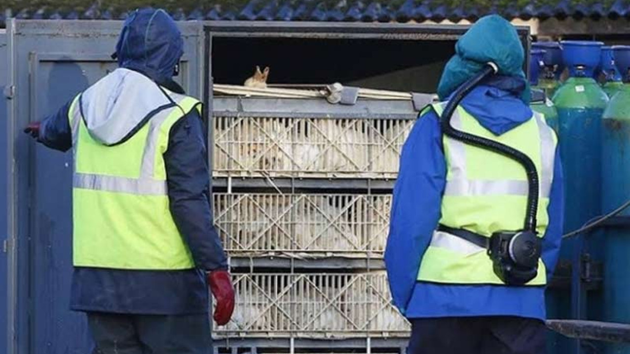 Çin'de kuş gribi salgını: 18 bine yakın kanatlı hayvan itlaf edildi