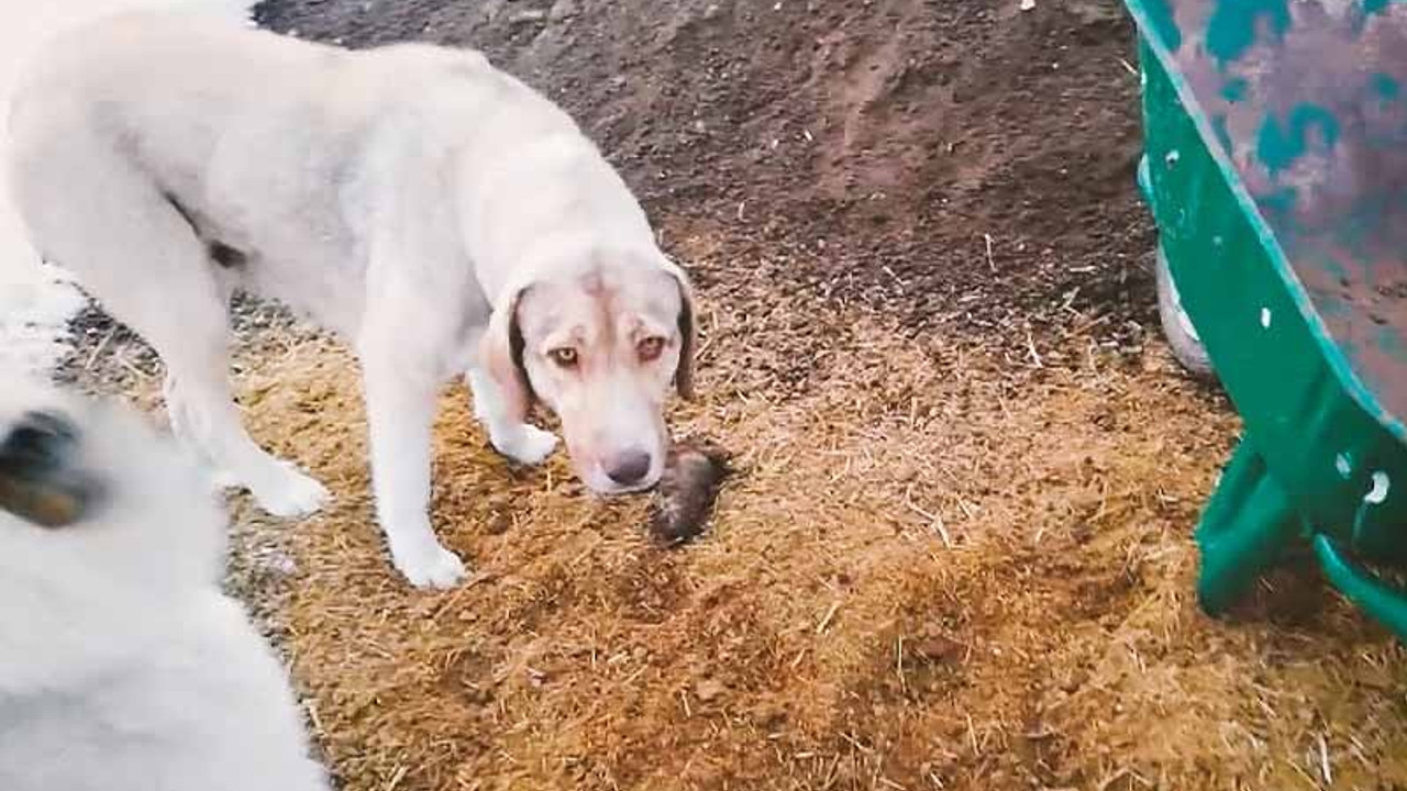 Köpek ölen yavrusunu kendisi gömdü