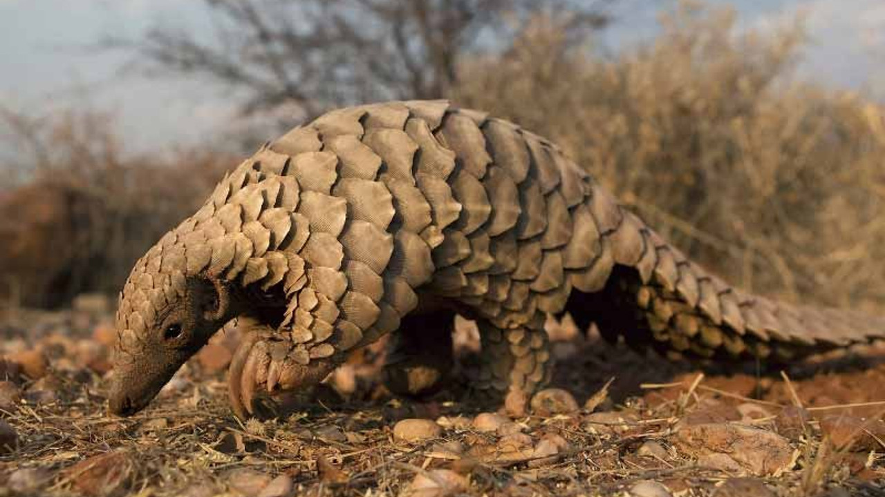 Koronavirüs pangolinden bulaşmış olabilir