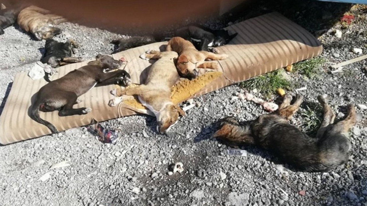 Mahallelinin baktığı kedi ve köpeklere zehirli et yedirdiler