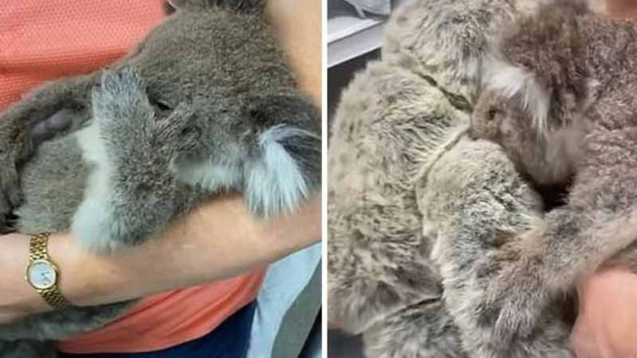 Öksüz koala, oyuncak ayıyı annesi zannetti