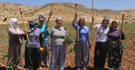Tutuklu eşbaşkan Nalan Özaydın'ın suçu: Kadınlarla yeşil fasulye ekmek