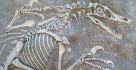 67 milyon yıllık bir dinozor fosili bulundu