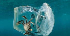 Plastik yiyen yeni bir bakteri bulundu