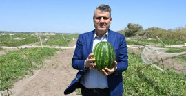 Karpuz hasadı bir hafta sonra başlıyor, üreticiler satış sorunu yaşayacak