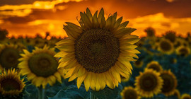 15 günde ikinci kez: Ayçiçeği ithalatında vergi indirimi