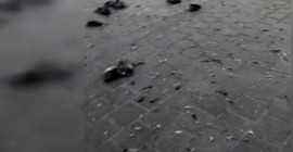 İstanbul'un sembollerinden olan Eminönü’ndeki güvercinler ezildi