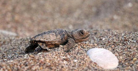 Caretta carettalar ilk yumurtalarını bırakmaya başladı