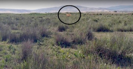 Çorum'da aslan aranıyor