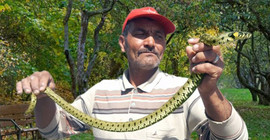 Metresi 300 liraya eliyle yılan yakalıyor
