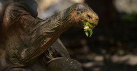 Yüksek libidosuyla türünü kurtaran 100 yaşındaki Galapagos kaplumbağası Diego, emekliye ayrıldı