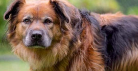 Sigorta Tahkim Komisyonu ‘köpeği’ suçlu buldu: Yola fırladı