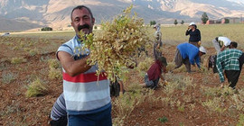 Coronavirus tedavisi gören Maçoğlu hakkında açıklama