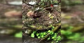 Yavru ayıyı vurduktan sonra köpekleriyle işkence yapan avcı serbest bırakıldı