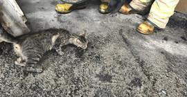 Yangının başından ayrılmayan anne kedi yavrularını bırakmadı