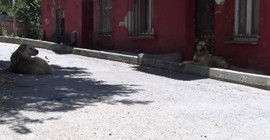 Sokak köpeklerini besleyen ailenin evi taşlandı