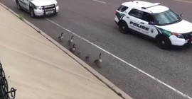 Ördeklere polis eskortu