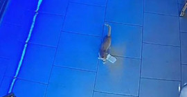 Kasadan bir tomar para çalan kedi suçüstü yakalandı