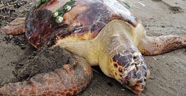 Başına darbe alan caretta caretta tedaviye alındı