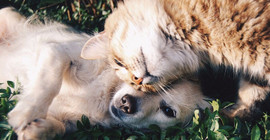 Araştırma sonuçları ortaya koydu: İnsanlar kedi ve köpeklere Coronavirus bulaştırıyor