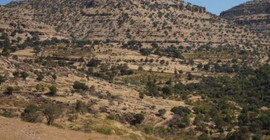 Sokağa çıkma yasağı ilan edilen Mardin'de çatışma: Yangın çıktı