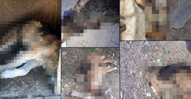Kayıp köpekler parçalanmış halde bulundu
