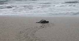 'Gerçek sahiplerine kavuştu': Caretta yuvalarında pandemi rekoru