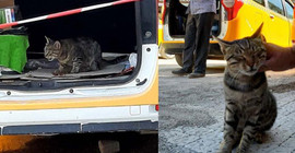 Annesi ölen kedi esnafın maskotu oldu