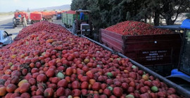 Çiftçi zorda: Firmalar aynı gün aynı yerden toplanan ürüne her kamyonda farklı fiyat biçti