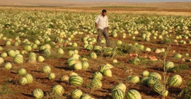 Karpuz kabuğu bu yaz Adana'da denize düşmeyecek