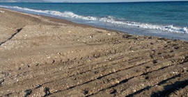 Antalya'da sahile giren iş makineleri caretta caretta yuvalarını ezdi