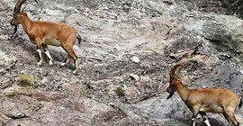 Dağ keçileri kurtuldu, mahkeme av ihalesini geçersiz kıldı