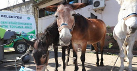 Zonguldak'ta 50 yıldır çöp taşıyan 11 katır törenle emekliye ayrıldı